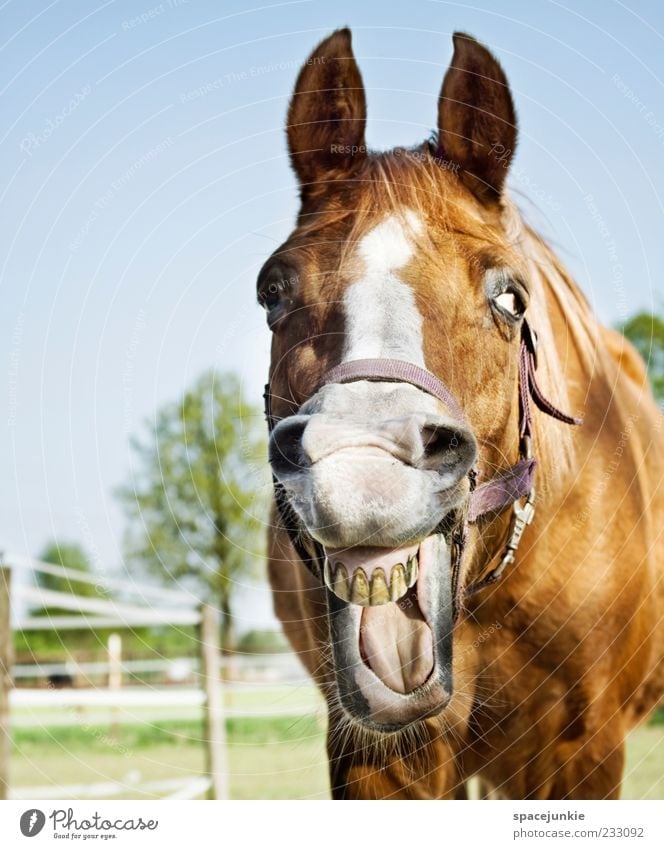 Happy horse Pferd Tiergesicht Fell entdecken lachen Zähne zeigen Blick Mähne wiehern Farbfoto Außenaufnahme Tierporträt Blick in die Kamera Pferdeschnauze