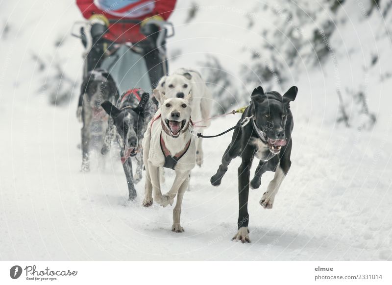 Schlittenhundegespann im Schnee Winter Hund Schlittenhundrennen Rudel sportlich authentisch elegant Zusammensein einzigartig muskulös Freude Lebensfreude Kraft