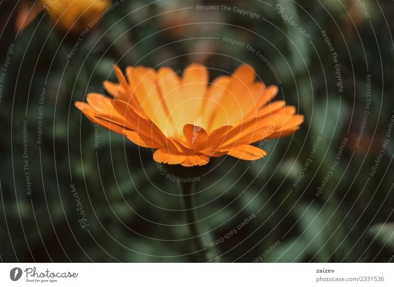 eine einzelne orangefarbene Blume der Ringelblume officinalis Topf schön Sommer Garten Natur Pflanze Frühling Blüte Wildpflanze Park Wiese Feld natürlich grün