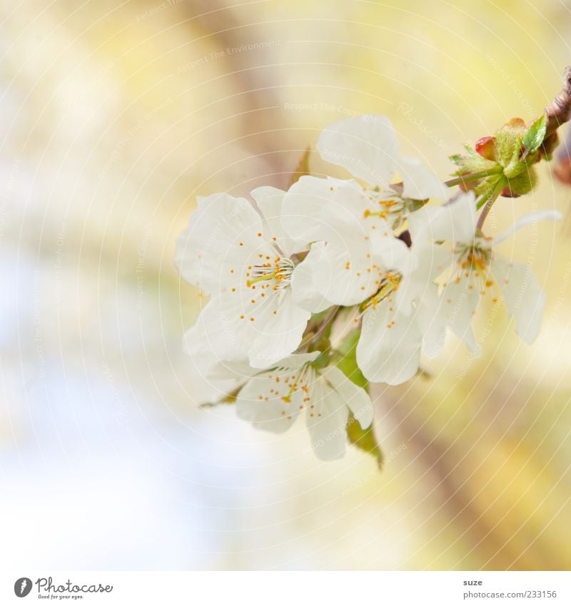 Versuchung Duft Umwelt Natur Pflanze Frühling Blüte Blühend Wachstum frisch hell natürlich gelb weiß Stimmung Frühlingsgefühle Blütenblatt zart Apfelblüte