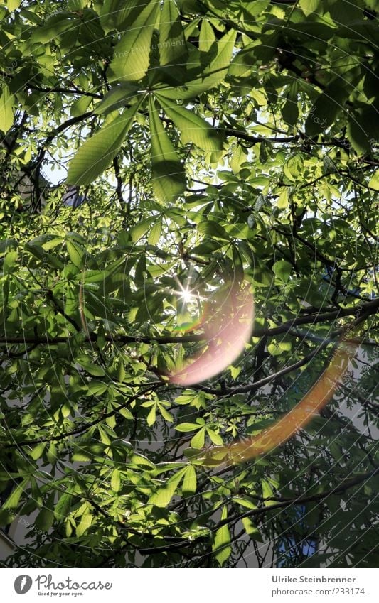 Frühling im Hof Natur Pflanze Schönes Wetter Baum Blatt Kastanienbaum glänzend hängen leuchten Wachstum natürlich viele grün Frühlingsgefühle Kraft Schutz