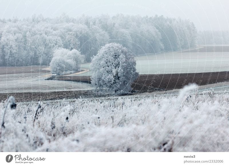 Winterlandschaft mit Sträuchern und Schnee bedeckten Bäumen Umwelt Natur Landschaft Pflanze Klima Klimawandel Wetter Eis Frost Schneefall Baum Grünpflanze