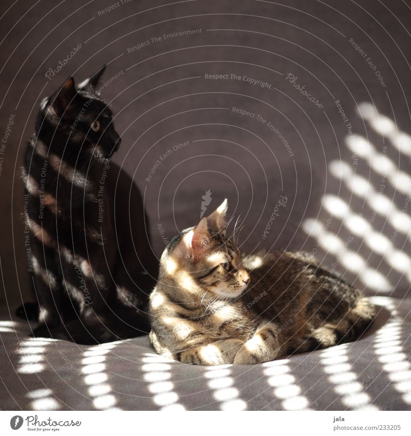 brüder Sofa Tier Haustier Katze 2 Tierpaar hocken liegen schön Farbfoto Außenaufnahme Menschenleer Textfreiraum oben Hintergrund neutral Tag Licht