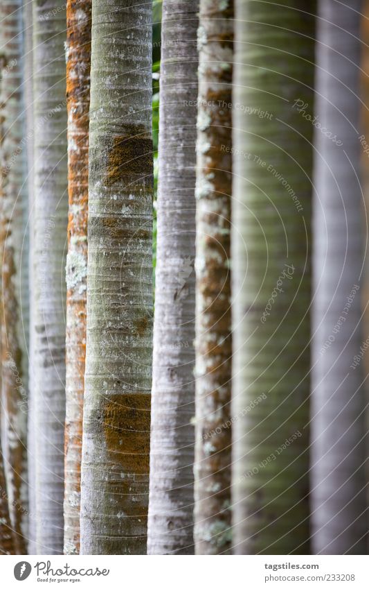 ZUCHTHAUS Baum Baumstamm Reihe Linie gerade parallel Mauritius Baumrinde Natur natürlich züchten Pflanze Baumreihe Garten Gartenbau Textfreiraum rechts