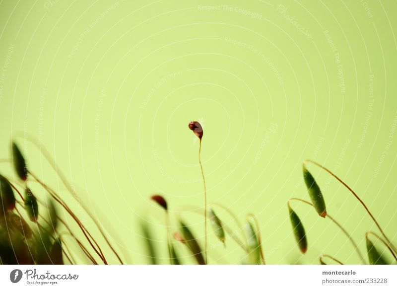 Durchsetzen Natur Pflanze exotisch Moos Farbfoto Außenaufnahme Tag Blick in die Kamera hellgrün Pflanzenteile dünn Menschenleer Textfreiraum oben
