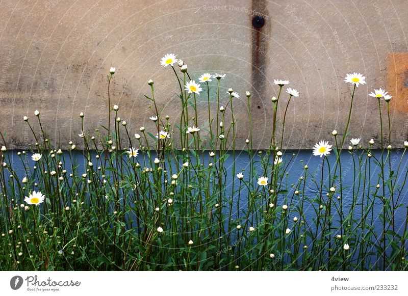 minimalistisch schön Natur Pflanze Blatt Blüte Wildpflanze Blühend unten blau gelb grün weiß Frühlingsgefühle Außenaufnahme Tag Wand Fassade dreckig Putz