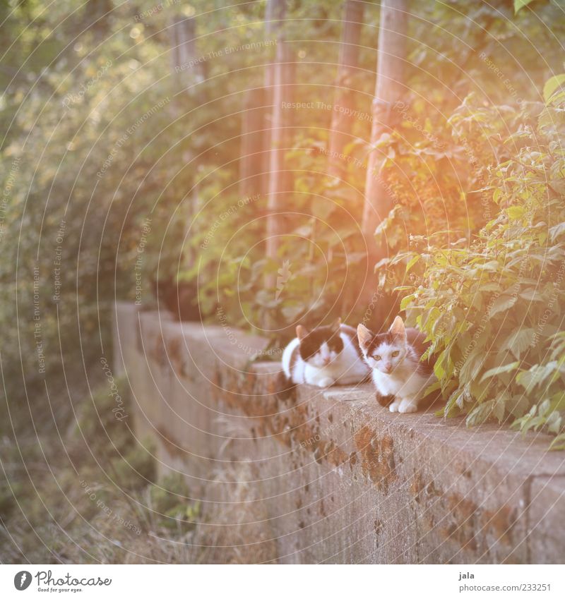 sonnentag Pflanze Sträucher Tier Haustier Katze 3 Erholung sitzen hell schön Farbfoto Außenaufnahme Menschenleer Dämmerung Licht Lichterscheinung Sonnenlicht