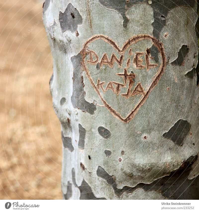William and Kate? Paar Pflanze Baum Platane Baumstamm Park Platz Zeichen Schriftzeichen Herz schreiben Wachstum Zusammensein natürlich Gefühle Glück