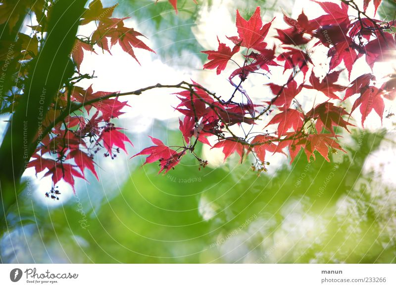 Asiatischer Fächer Natur Frühling Baum Blatt exotisch Japanischer Ahorn Ast Blühend Wachstum authentisch außergewöhnlich fantastisch schön rot Frühlingsgefühle