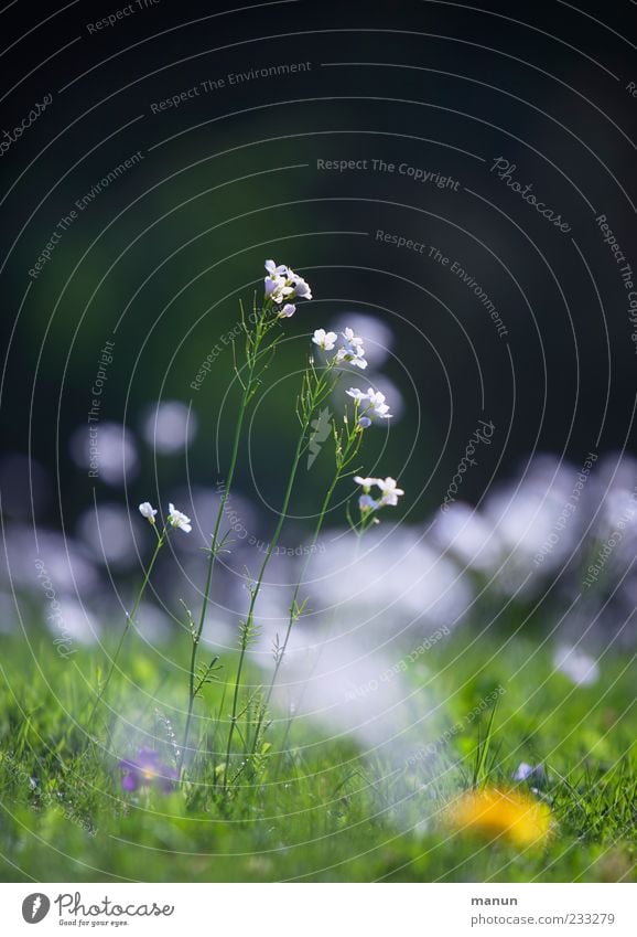 Rasenblüher Natur Frühling Pflanze Blume Gras Blüte Wildpflanze Frühlingsblume Wiese Blühend authentisch Frühlingsgefühle Farbfoto Außenaufnahme Menschenleer