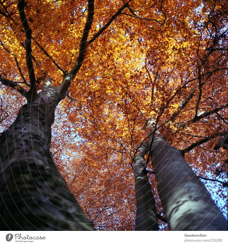 Gold. Umwelt Natur Herbst Wetter Schönes Wetter Baum authentisch groß oben Stimmung Farbfoto Außenaufnahme Menschenleer Tag Licht Sonnenlicht