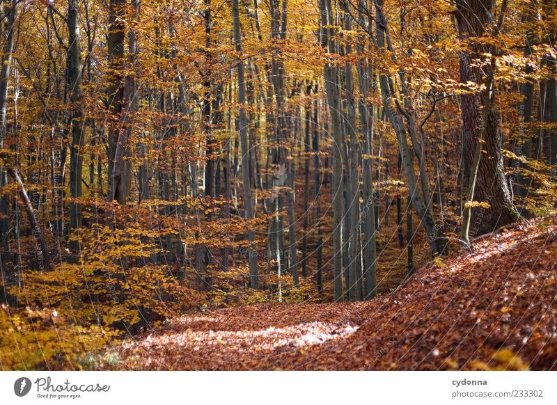 Herbstwald Wohlgefühl Zufriedenheit Erholung ruhig Ausflug Freiheit Umwelt Natur Landschaft Baum Wald Einsamkeit einzigartig schön Vergänglichkeit