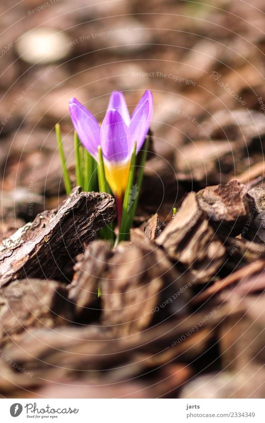 anblühen III Pflanze Frühling Schönes Wetter Blume Blatt Blüte Garten Blühend Wachstum ästhetisch Duft frisch schön natürlich rosa Frühlingsgefühle Natur