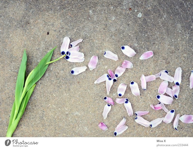 Verblüht Frühling Pflanze Blume Tulpe Blatt Blüte verblüht kaputt violett Ende Trauer Verfall Vergänglichkeit Symbole & Metaphern Blütenblatt Farbfoto