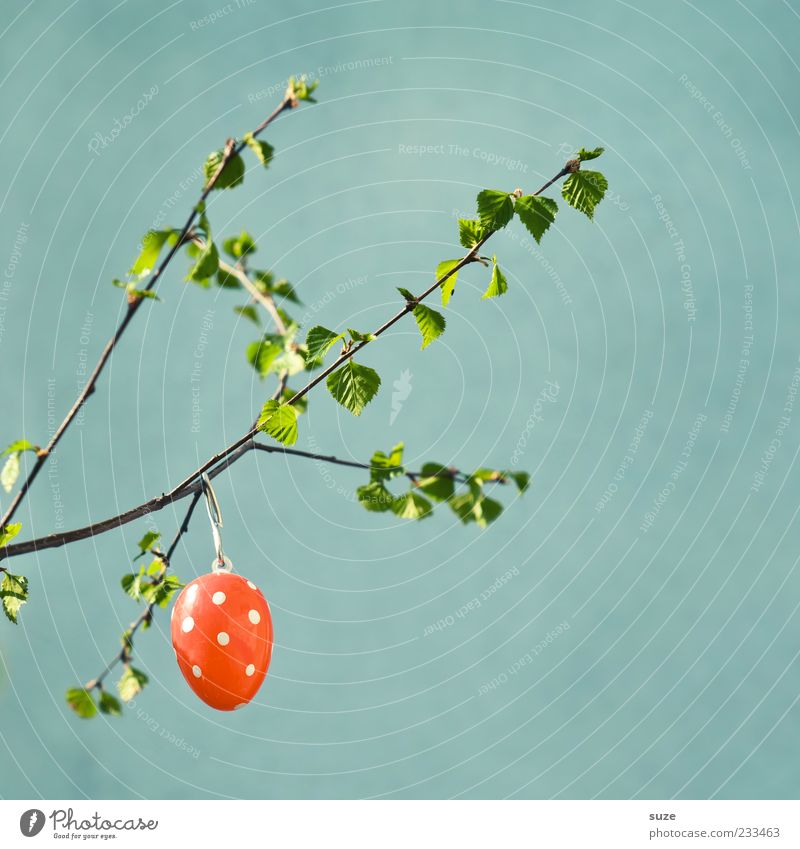Reife Eizelle Ostern hängen Fröhlichkeit Kitsch niedlich schön Dekoration & Verzierung Osterei gepunktet Zweig Frühling April Farbfleck grün festlich Blatt