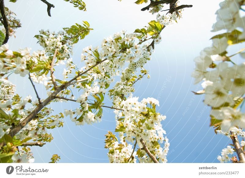 Kirschbaum Natur Pflanze Frühling Blüte Blühend Ast Kirschblüten Zweig Farbfoto mehrfarbig Außenaufnahme Detailaufnahme Tag Schwache Tiefenschärfe