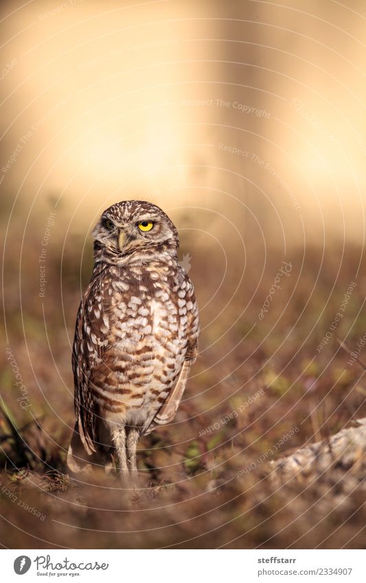 Graue Eule Athene cunicularia Gras Feld Tier Wildtier Vogel Tiergesicht 1 braun gelb gold Grabende Eule Waldohreule Greifvogel Raptor Erdloch Marcoinsel Florida