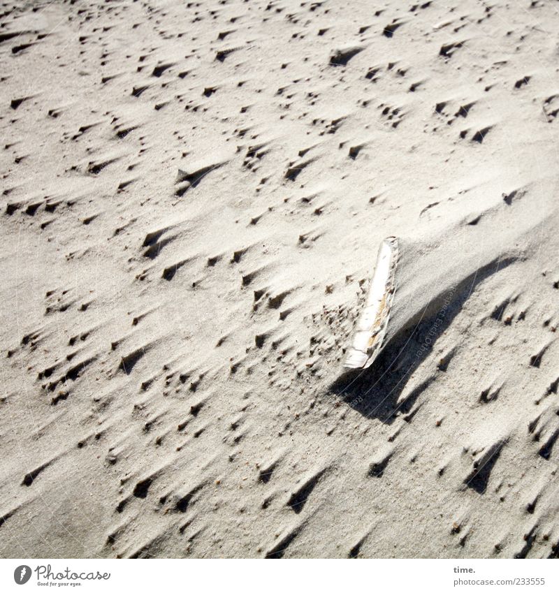 Spiekeroog | Buckelpiste mit Messermuschel Strand Sand Wind Muschel authentisch außergewöhnlich eckig natürlich stachelig Leben bizarr Endzeitstimmung Klima