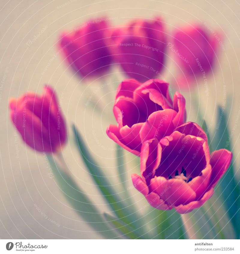 Wie gemalt Natur Pflanze Blume Tulpe Blatt Blüte Dekoration & Verzierung Blumenstrauß Kitsch grün rot weiß beige Stengel trist Farbfoto Innenaufnahme