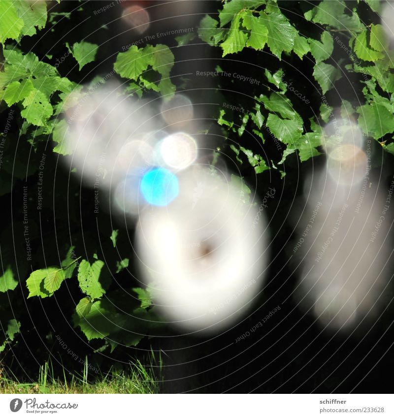 Ufos im Wald Schönes Wetter Pflanze Baum Sträucher Blatt mehrfarbig UFO Erscheinung Experiment unerklärlich Ring Lichterscheinung Lichtspiel Lichtbrechung