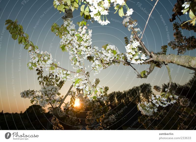 Angeblitzte Kirschblüten Natur Pflanze Frühling Baum Blüte Nutzpflanze Blühend Ast Kirschbaum Zweig Farbfoto Außenaufnahme Menschenleer Abend Dämmerung