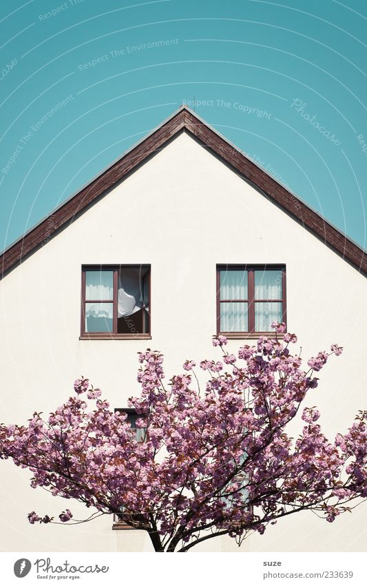 Damenbart Häusliches Leben Haus Frühling Schönes Wetter Baum Blüte Fassade Fenster Dach Blühend Freundlichkeit schön blau rosa weiß Wachstum Spitzdach Ast