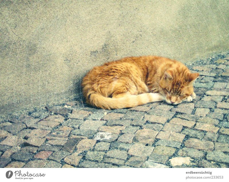 müde Mieze Mauer Wand Bürgersteig Pflastersteine Tier Haustier Katze 1 schlafen authentisch niedlich grau friedlich ruhig Halbschlaf weich Fell Putz