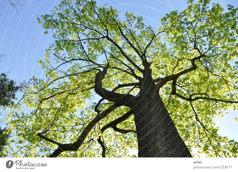 Nachhaltigkeit Natur Pflanze Himmel Wolkenloser Himmel Sonnenlicht Frühling Schönes Wetter Baum Blatt Park genießen hören Lächeln außergewöhnlich authentisch