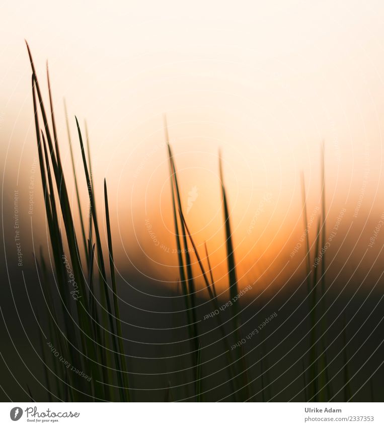 Grashalme bei Sonnenuntergang Design Wellness Leben harmonisch Wohlgefühl Zufriedenheit Erholung ruhig Meditation Dekoration & Verzierung Tapete Natur Pflanze