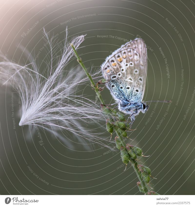 federleicht Natur Pflanze Tier Distelblüte Samen Schmetterling Bläulinge 1 ästhetisch klein weich blau grün weiß einzigartig Idylle Pause ruhig fein filigran