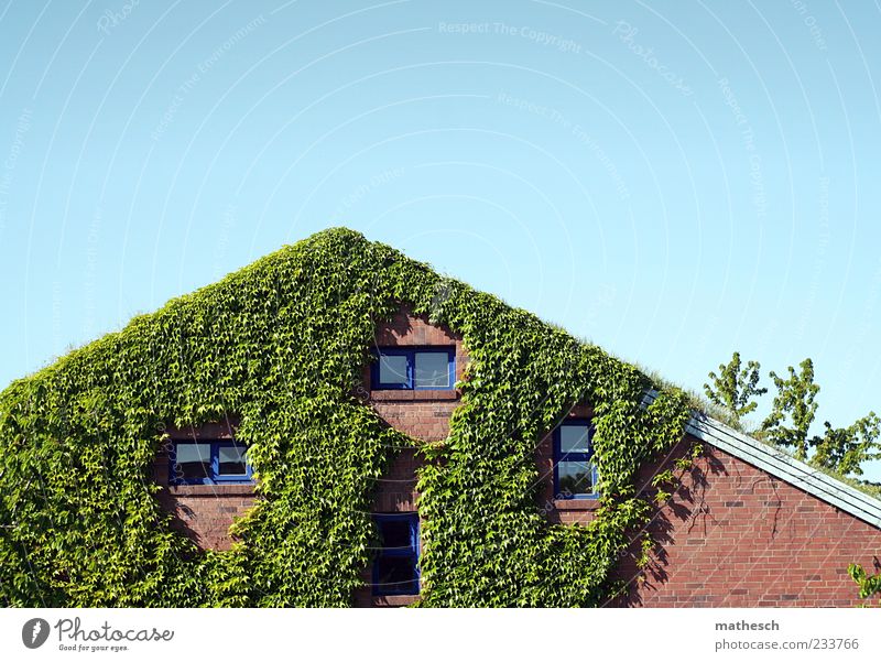 In den Binsen Himmel Wolkenloser Himmel Pflanze Efeu Menschenleer Haus Einfamilienhaus Mauer Wand Fassade Fenster Dach Stein blau grün rot Grasdach bewachsen