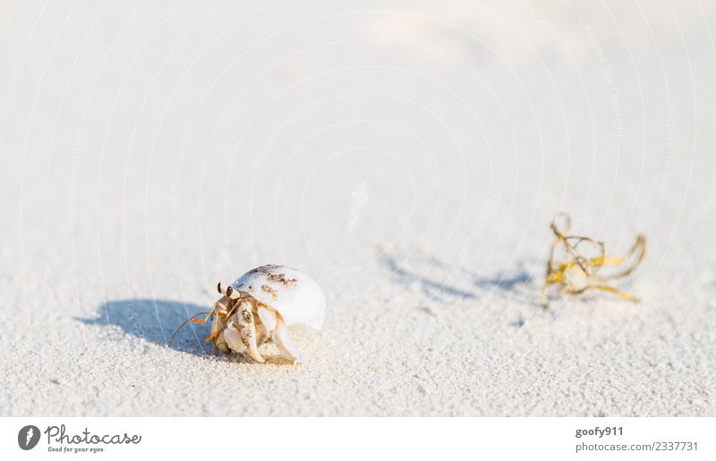 Einsiedlerkrebs Ferien & Urlaub & Reisen Strand Insel Sand Schönes Wetter Küste Malediven Asien Menschenleer Tier Wildtier Muschel Tiergesicht Fährte Krebs 1