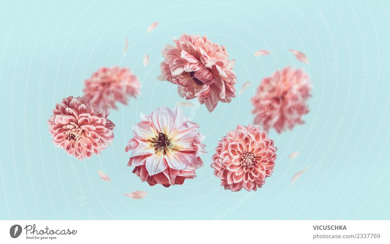 Fliegende pastellrosa Blüten auf hellblauen Hintergrund Stil Design Sommer Feste & Feiern Natur Pflanze Blume Rose Blatt Blumenstrauß Zeichen Ornament Liebe