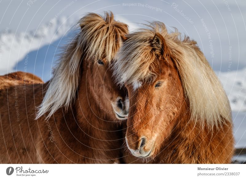 Island Ponys Pferd 2 Tier braun weiß Tierporträt Farbfoto Außenaufnahme Tag Kuscheln Liebe schön