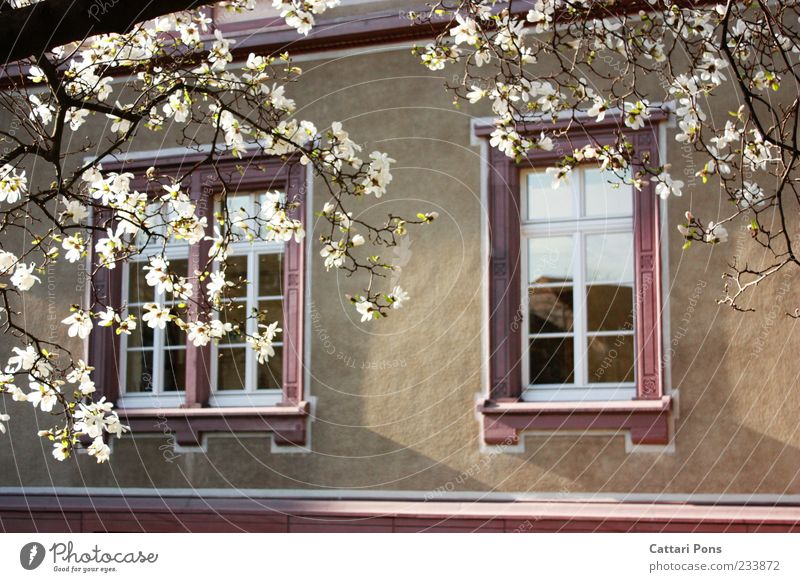 wenn du rein kommst kannst du raus schauen ;) Sommer Haus Traumhaus Pflanze Baum Blatt Blüte Bauwerk Gebäude Fenster Stein Holz Häusliches Leben alt groß rosa