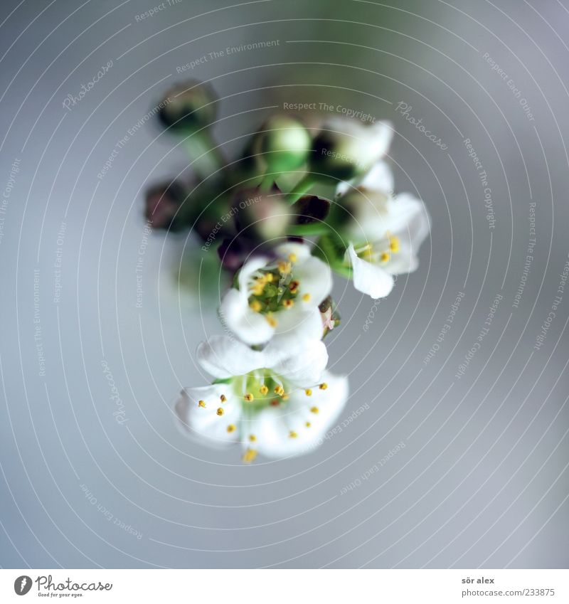 noch Blüten Pflanze Frühling Blume Blatt Blütenblatt Blütenknospen Pollen schön weiß Farbfoto Innenaufnahme Nahaufnahme Detailaufnahme Makroaufnahme