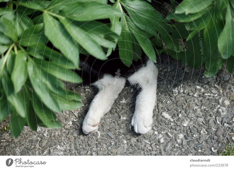 Im Tarnkleid Natur Pflanze Tier Blatt Pfingstrose Haustier Katze Pfote 1 Erholung liegen Trägheit verstecken Tarnung Bodenplatten Beine lustig spaßig Farbfoto