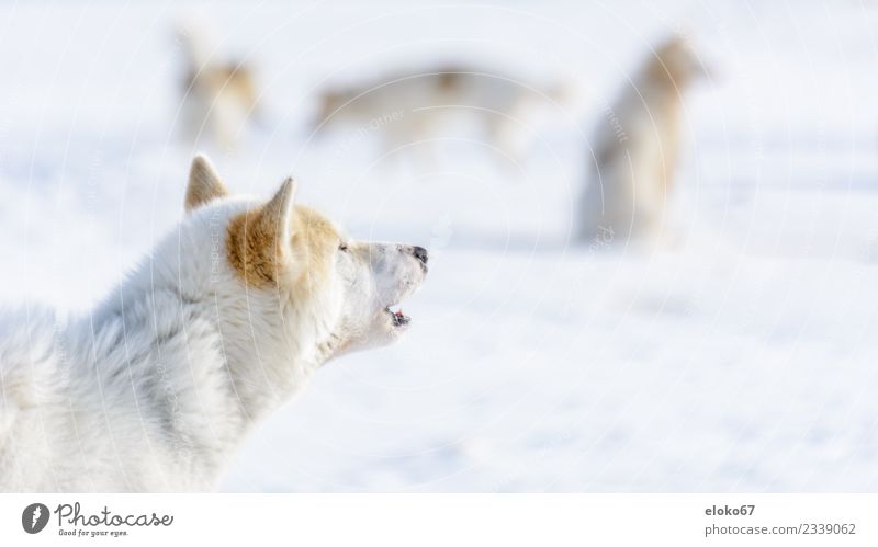 Schlittenhund in Grönland Tier Haustier Nutztier Hund 1 Tiergruppe füttern Jagd kämpfen Kommunizieren braun weiß Farbfoto Gedeckte Farben Außenaufnahme