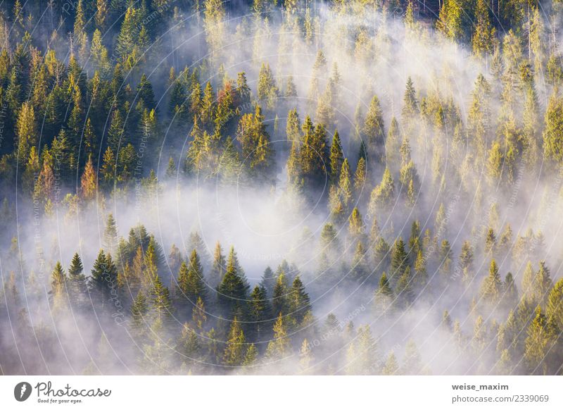Nadelwälder, die mit viel Nebel bedeckt sind. Design Ferien & Urlaub & Reisen Sommer Berge u. Gebirge Dekoration & Verzierung Tapete Natur Landschaft Pflanze