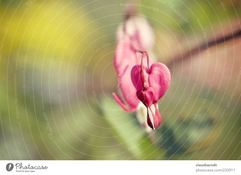 *tropf* Natur Pflanze Blume Blüte Tränendes Herz schön rosa Unschärfe Farbfoto Nahaufnahme Detailaufnahme Menschenleer Textfreiraum links Tag Sonnenlicht