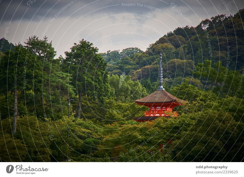 Kiyomizu-dera exotisch harmonisch Sinnesorgane Meditation Ferne Freiheit Tempel Weltkulturerbe Natur Pflanze Tier Wald Kyoto Japan Asien Stadt Sehenswürdigkeit