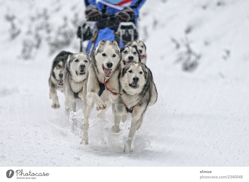 Huskygespann in voller Fahrt Winter Schnee Hund Schlittenhund Schlittenhundrennen Fell Zunge Schnauze sportlich authentisch Zusammensein Lebensfreude