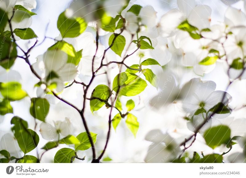 Frühlingszart Natur Pflanze Baum frisch grün weiß Blüte Blütenblatt Blatt Sommer Sonne Licht Sonnenlicht hell Wärme Blattschatten Blattgrün Zweig Detailaufnahme