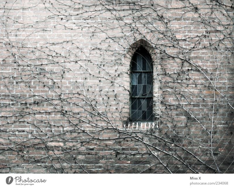 Fensterchen Herbst Pflanze Kirche Dom Burg oder Schloss Ruine Bauwerk Gebäude Mauer Wand dehydrieren Wachstum alt kalt trist trocken Trauer Ende Endzeitstimmung