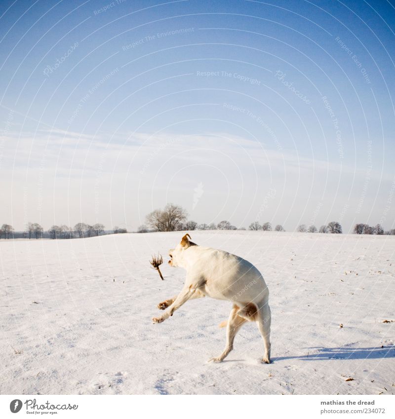 ALTES WINTERBILD Umwelt Natur Landschaft Pflanze Himmel Wolken Horizont Schönes Wetter Eis Frost Schnee Baum Feld Bewegung springen kalt weiß Hund Stock