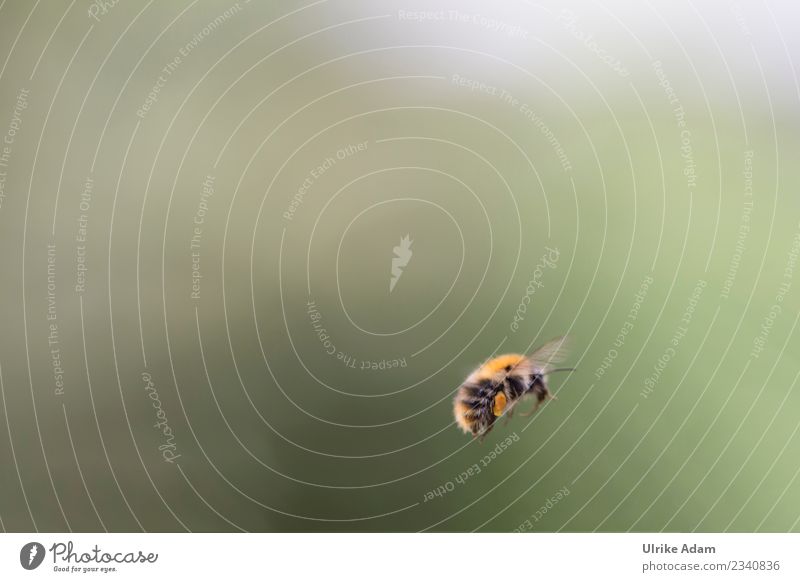 Eine Hummel im Flug Natur Tier Frühling Sommer Herbst Biene Flügel Insekt 1 Arbeit & Erwerbstätigkeit fliegen natürlich Tatkraft Tierliebe gewissenhaft fleißig