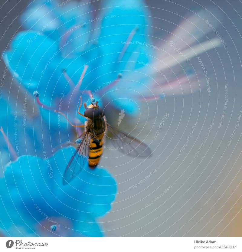 Schwebfliege auf hellblauer Blüte Umwelt Natur Pflanze Tier Frühling Sommer Herbst Blume Storchschnabel Garten Park Fliege Biene Flügel Insekt 1 fliegen
