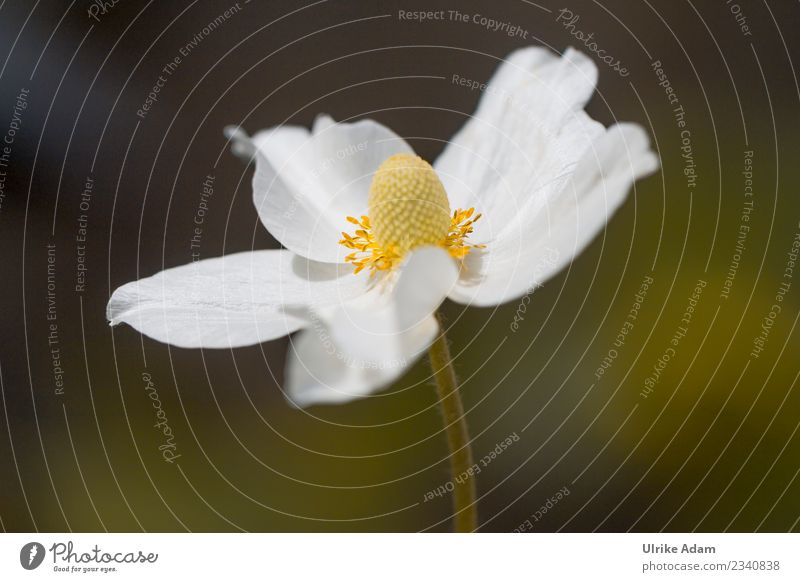 Weiße Blume - Anemone elegant Leben harmonisch ruhig Dekoration & Verzierung Bild Tapete Geburtstag Taufe Natur Pflanze Frühling Sommer Herbst Blüte Anemonen