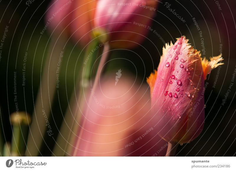 ausgefranst Natur Pflanze Wassertropfen Frühling Schönes Wetter Blume Tulpe Blüte mehrfarbig gelb rosa schwarz Frühlingsgefühle Farbfoto Außenaufnahme Morgen