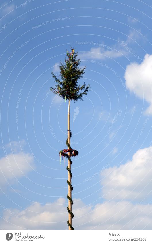 Maibaum Feste & Feiern Himmel Wolken Frühling Schönes Wetter Baum mehrfarbig Tradition altmodisch Jahrmarkt Dekoration & Verzierung hoch groß Farbfoto